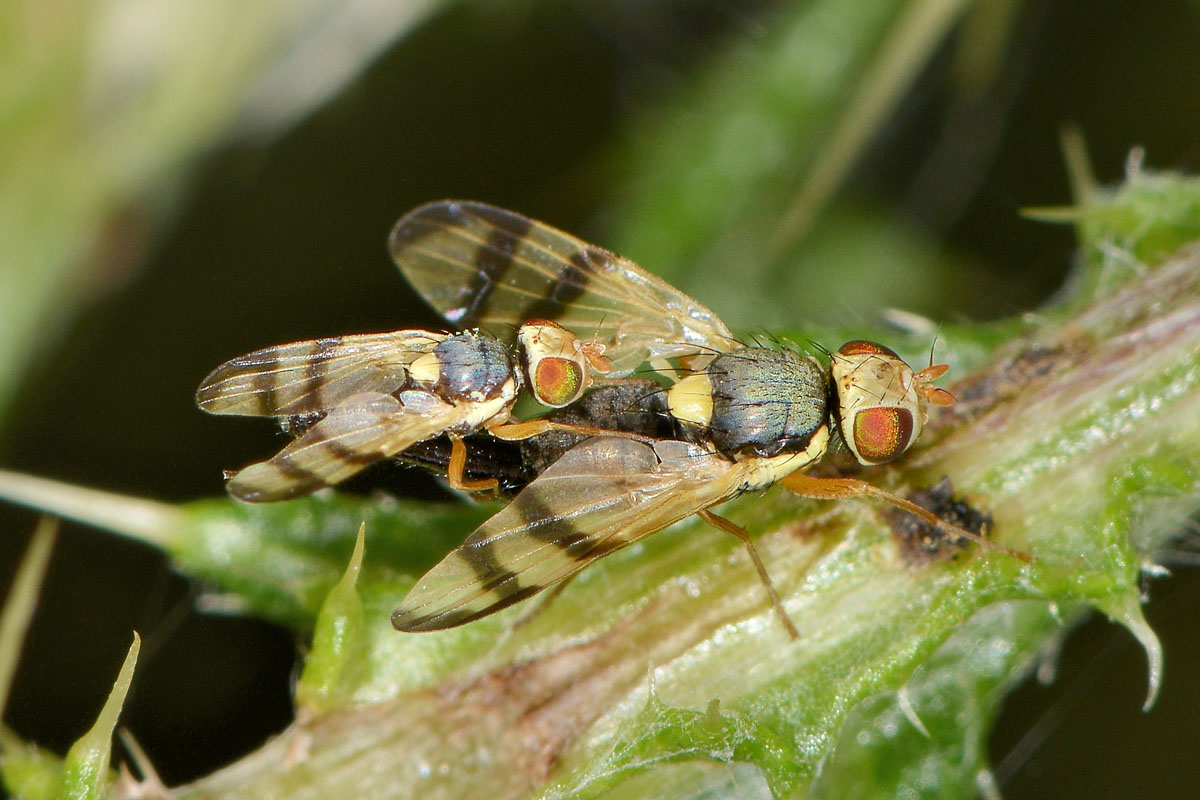 Tephritidae: Urophora stylata?  S !